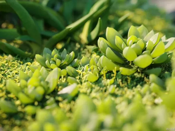 Max Tree – MAXTREE VOL 42