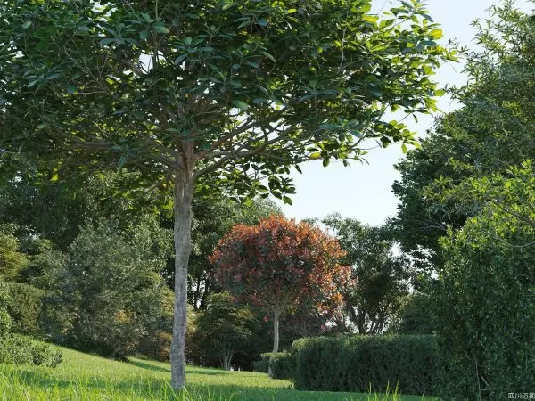 Max Tree – MAXTREE VOL 58