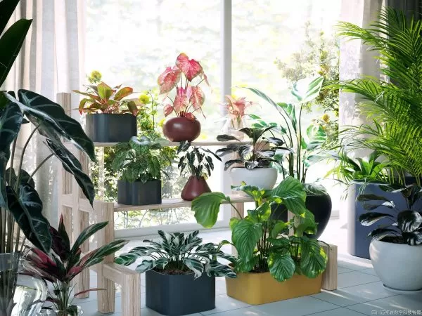 Max Tree – MAXTREE VOL 62