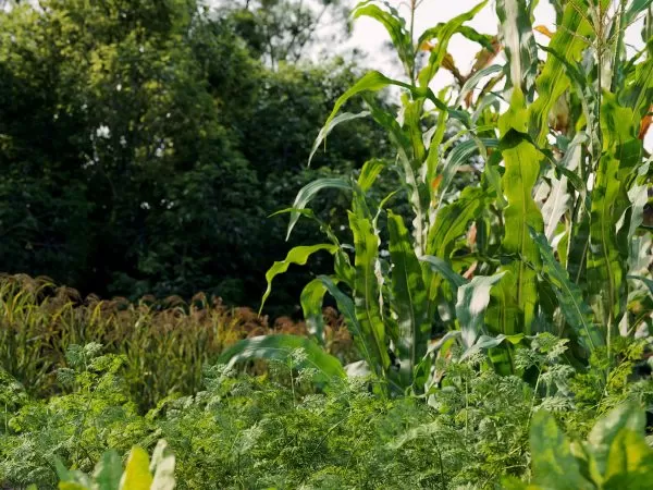 Max Tree – MAXTREE VOL 93