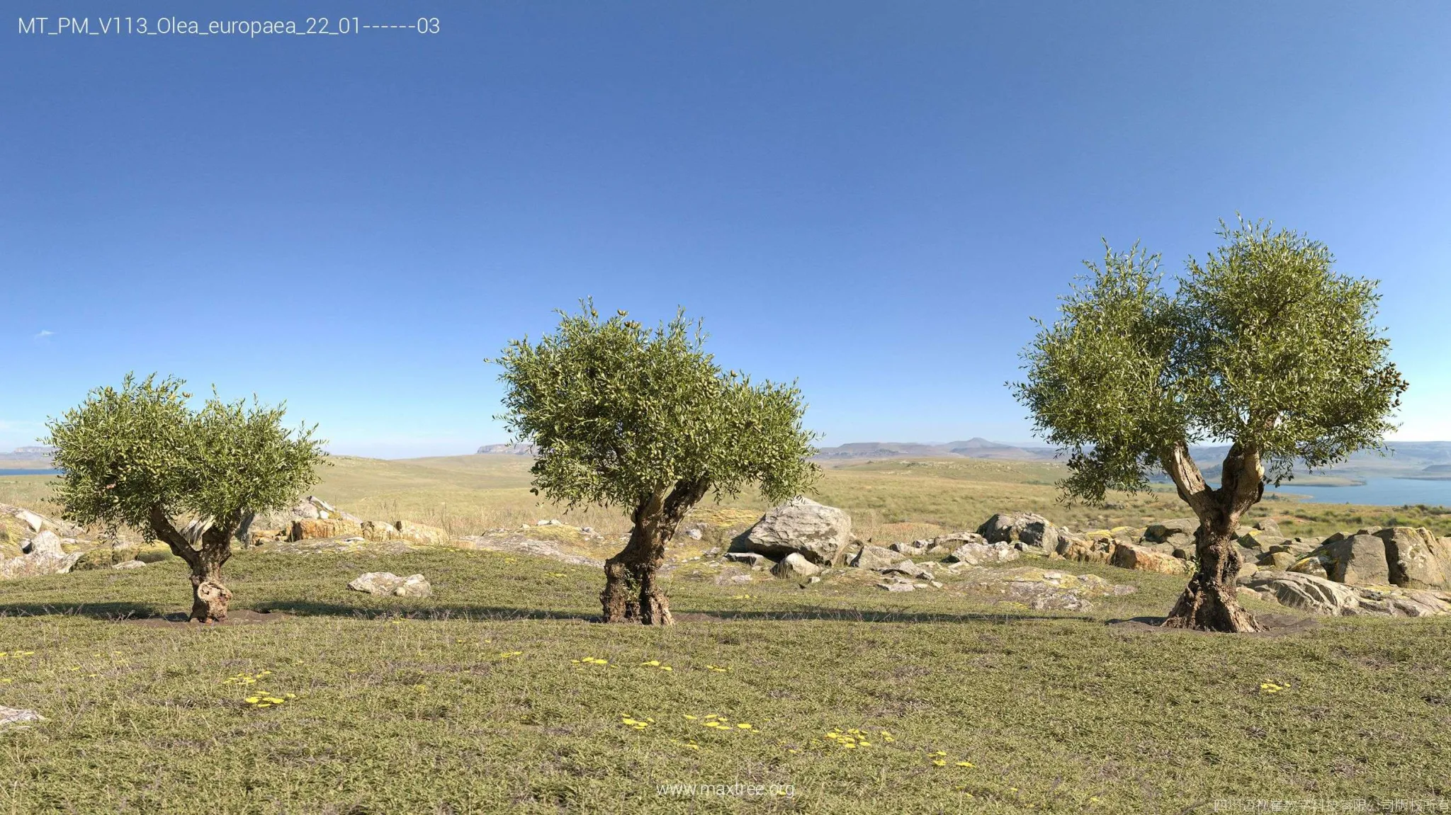 Maxtree – Plant Models Vol 113