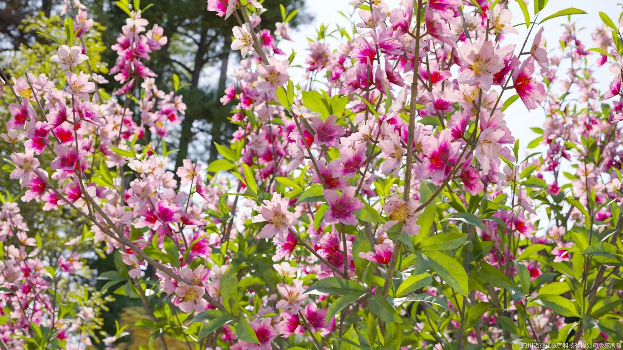 Maxtree – Plant Models Vol 134