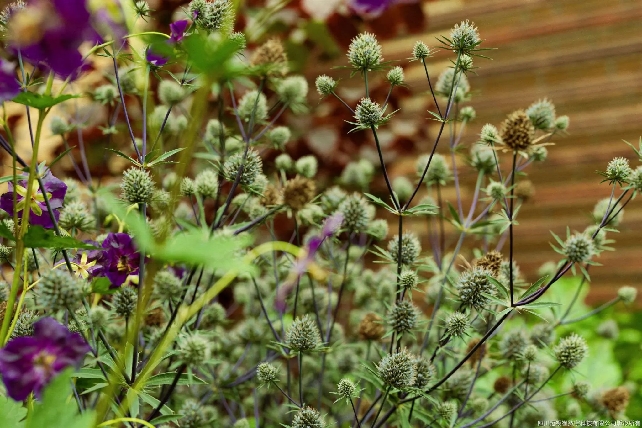 Maxtree – Plant Models Vol 136