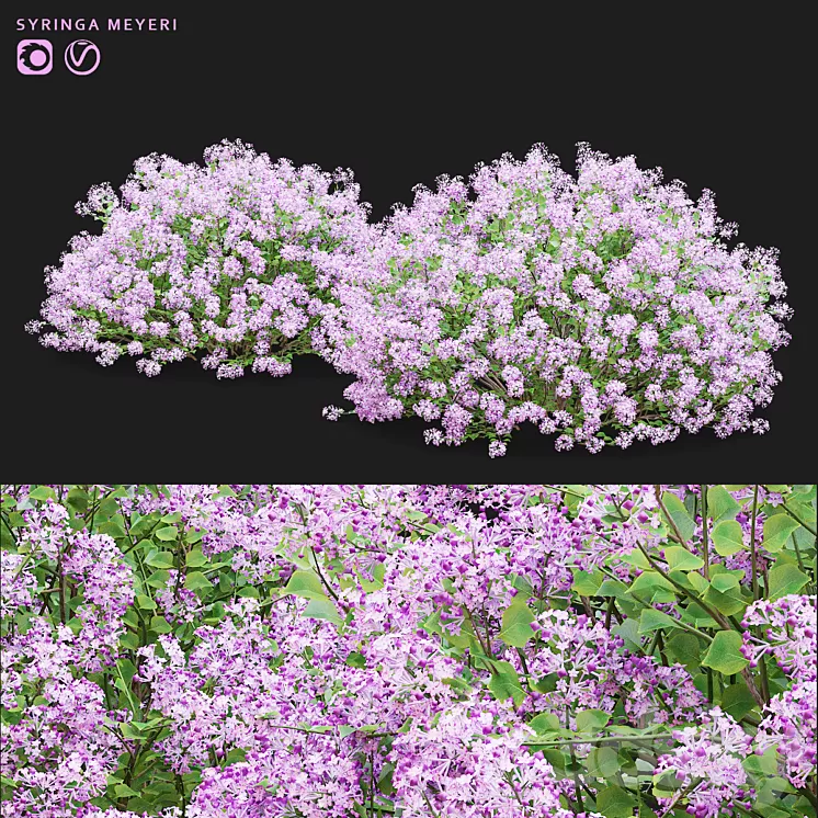 Mayers lilac bushes | Syringa meyeri 3D Model Free Download Mayers lilac bushes | Syringa meyeri 3D Model Free Download