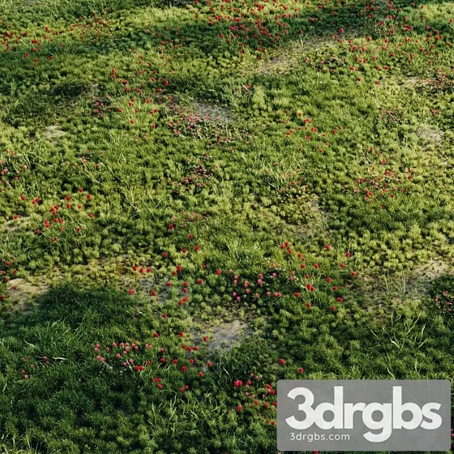 Meadow grass 2 Meadow grass 2