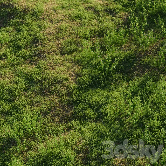 Meadow grasses: alfalfa and bluegrass (July) 3D Model Meadow grasses: alfalfa and bluegrass (July) 3D Model