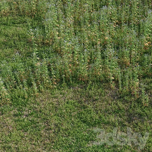 Meadow herbs: verbena and bluegrass (June) 3D Model Meadow herbs: verbena and bluegrass (June) 3D Model