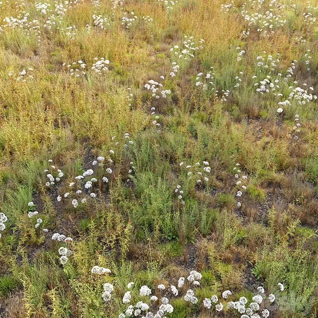 Meadow_10 3D Model Meadow_10 3D Model