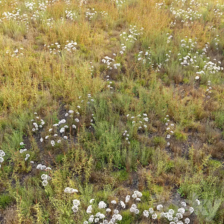 Meadow_10 3D Model Meadow_10 3D Model