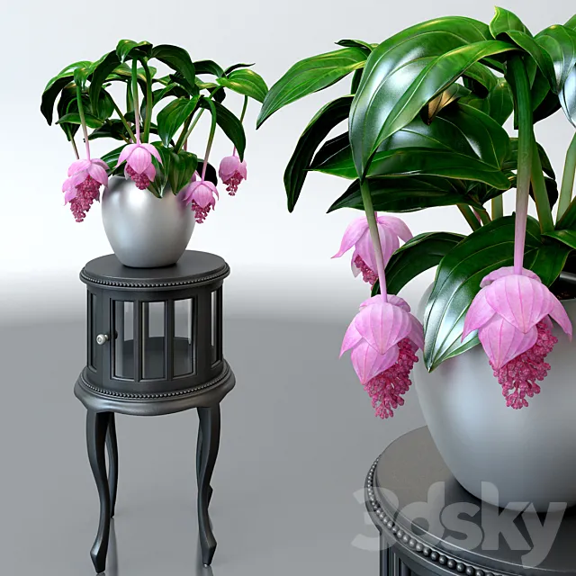 Medinilla magnificent _ Medinilla Magnifica flower on a pedestal 3DModel Medinilla magnificent _ Medinilla Magnifica flower on a pedestal 3DModel