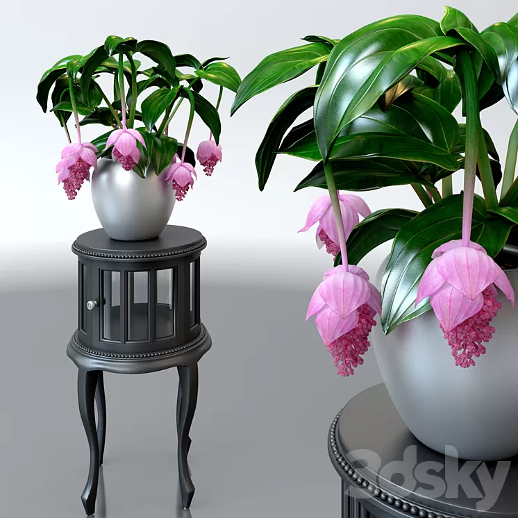 Medinilla magnificent \/ Medinilla Magnifica flower on a pedestal 3D Model Medinilla magnificent \/ Medinilla Magnifica flower on a pedestal 3D Model