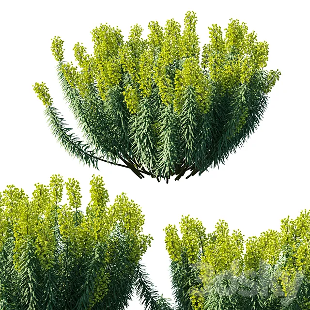 Mediterranean Spurge 3D Model