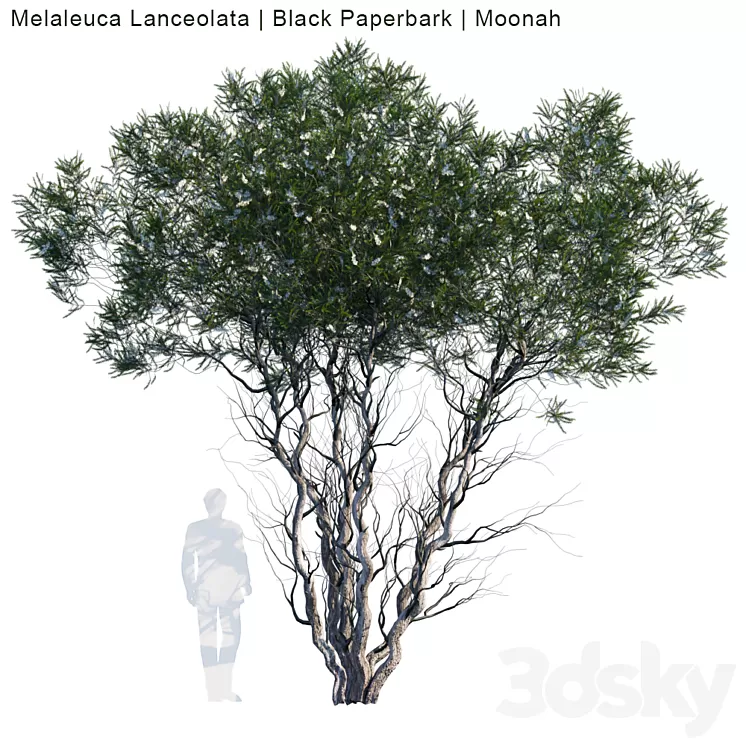 Melaleuca Lanceolata | Black Paperbark | Moonah # 1 3D Model