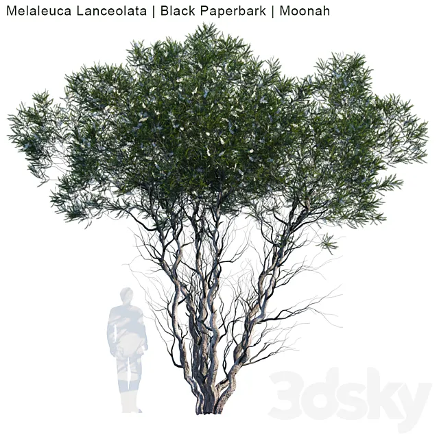 Melaleuca Lanceolata | Black Paperbark | Moonah # 1 3DModel Melaleuca Lanceolata | Black Paperbark | Moonah # 1 3DModel