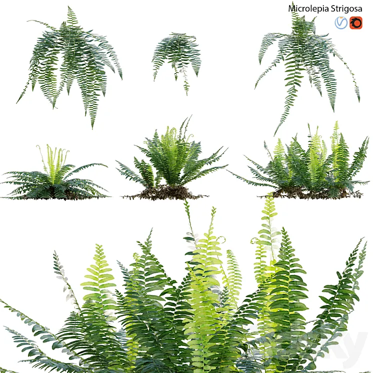 Microlepia strigosa – Fern 3D Model Free Download