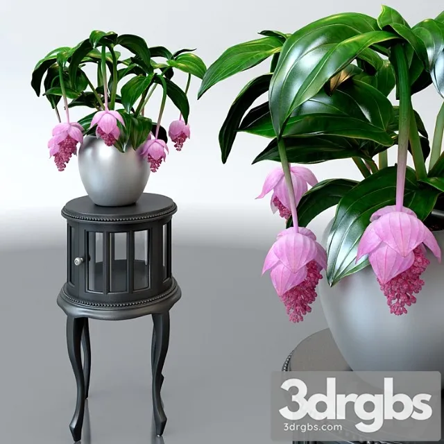 Miedinilla Vielikoliepnaia Medinilla Magnifica Na Tsvietochnoi Tumbie 3D Model Download