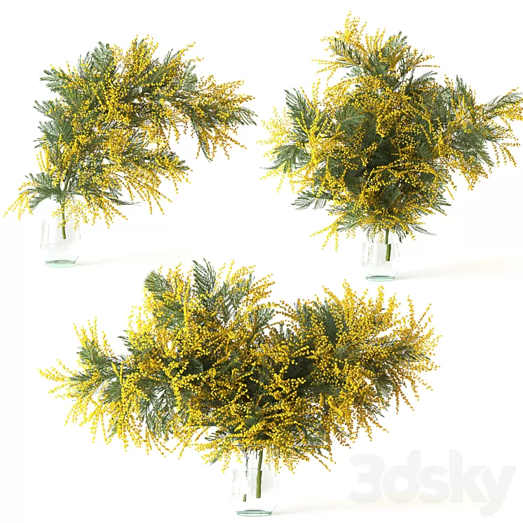 Mimosa 3D Model Free Download