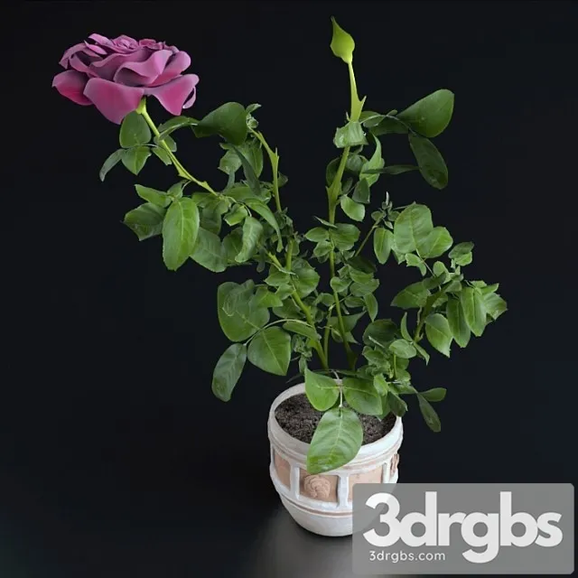 Miniatiurnaia Roza 1 3D Model Download