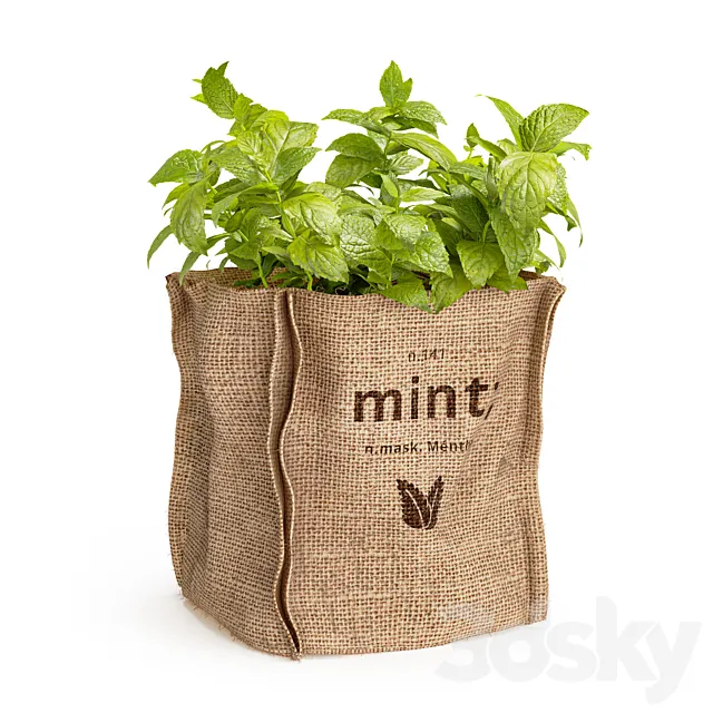Mint in a burlap pot 3D Model