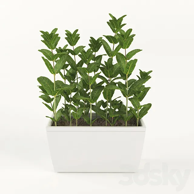 Mint in pots 3DModel Mint in pots 3DModel