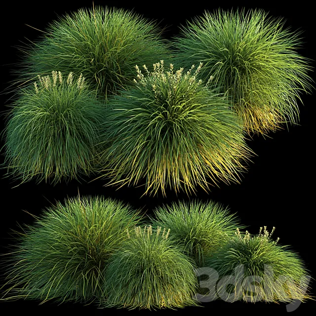 Miscanthus 3D Model Miscanthus 3D Model