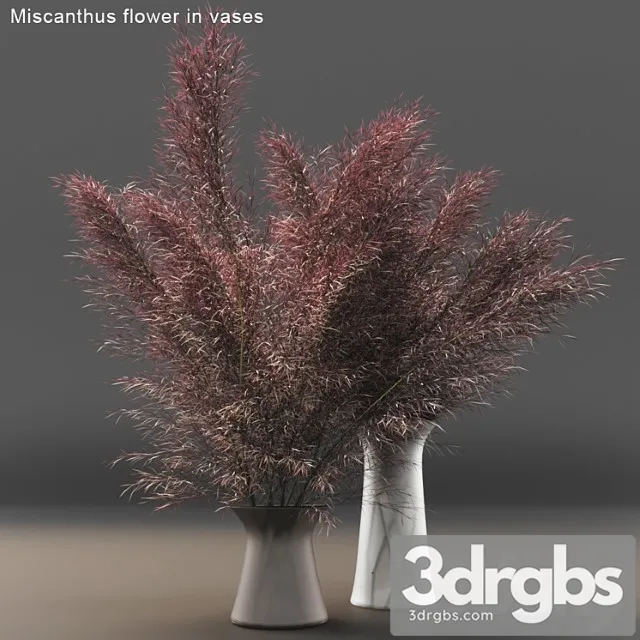 Miscanthus Flower in Vases 3D Model Download