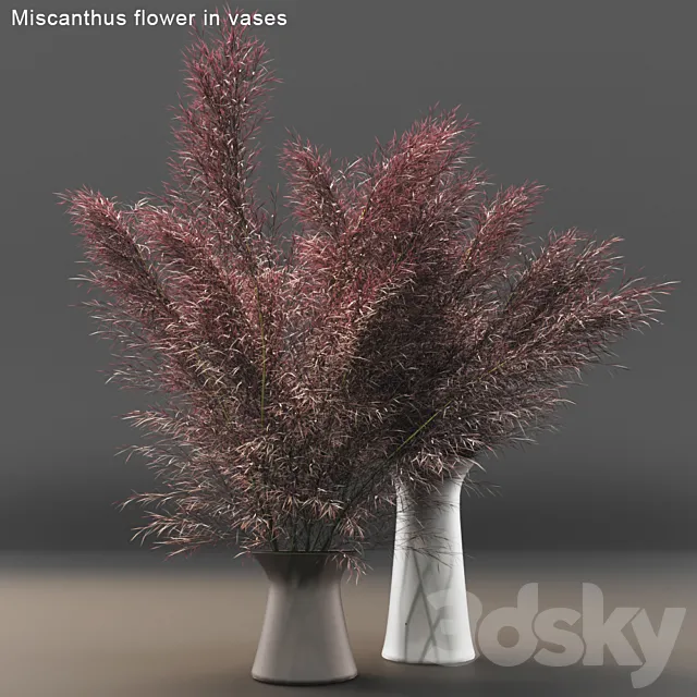 Miscanthus flower in vases 3DModel