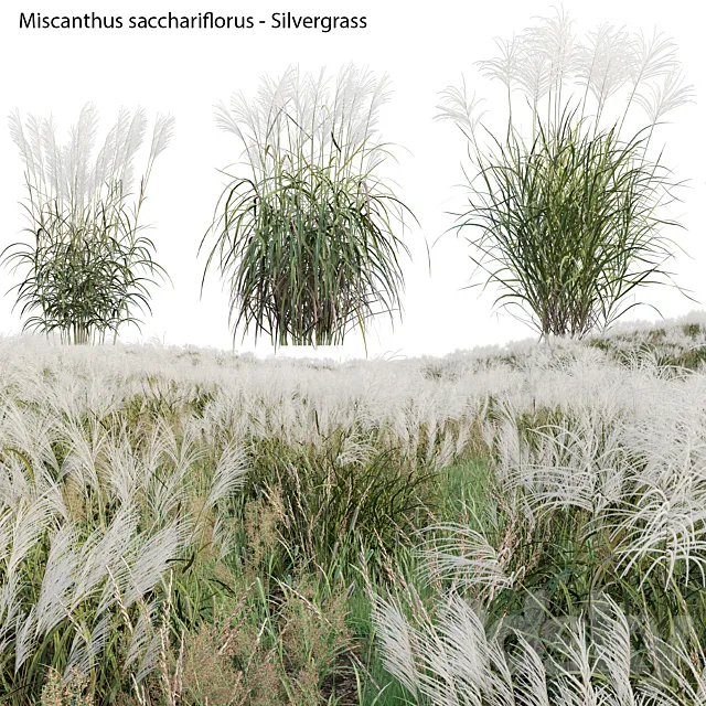 Miscanthus sacchariflorus – Silvergrass 02 3D Model Miscanthus sacchariflorus – Silvergrass 02 3D Model