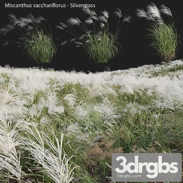 Miscanthus Sacchariflorus Silvergrass 03 3D Model Download