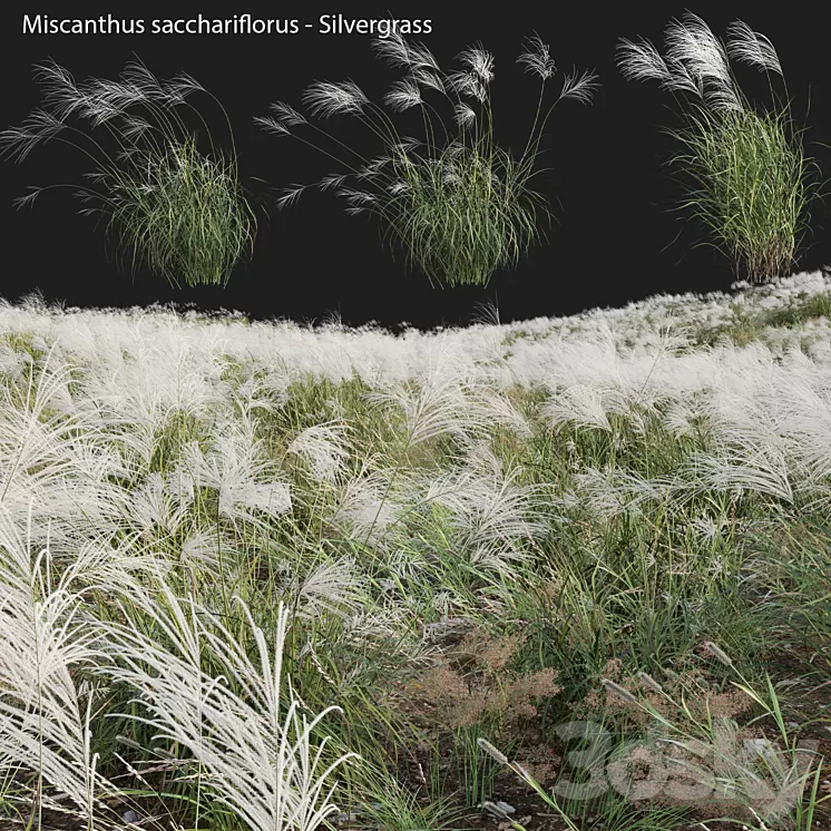 Miscanthus sacchariflorus – Silvergrass 03 3D Model Free Download