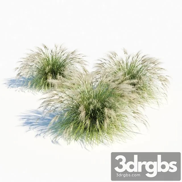 Miscanthus sinensis Miscanthus sinensis