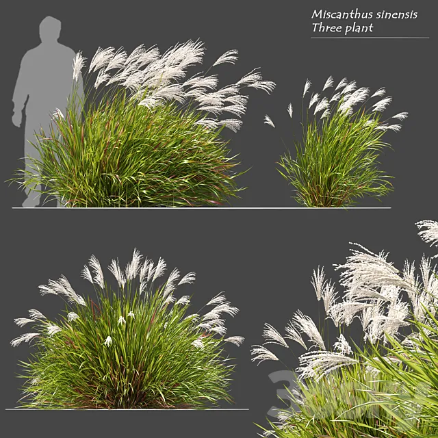 Miscanthus sinensis 3D Model