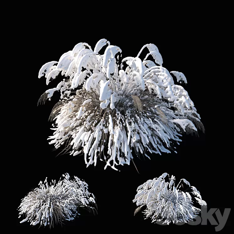 Miscanthus sinensis winter model 3D Model