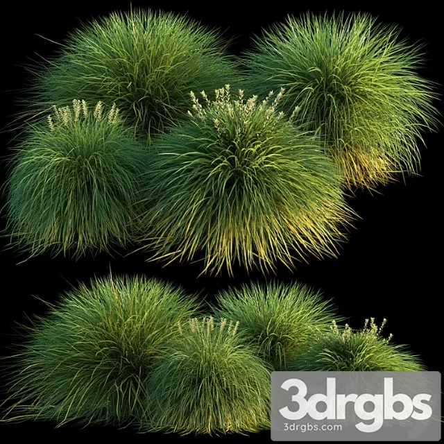 Miscanthus Miscanthus