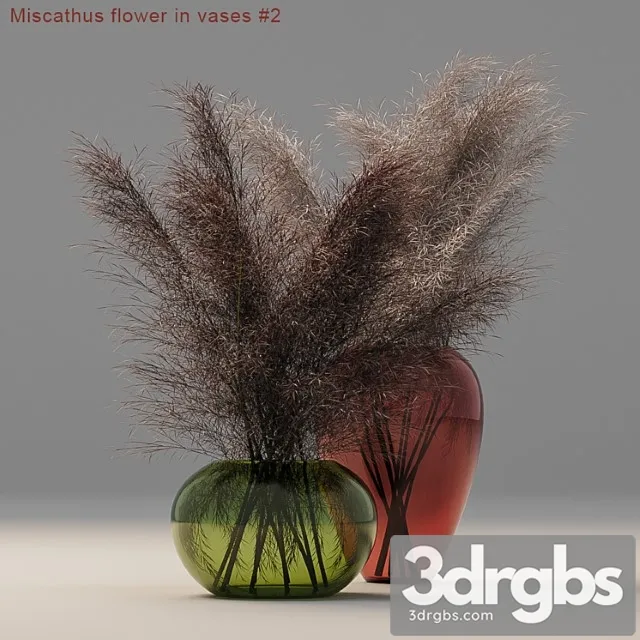 Miscathus flower in vases Miscathus flower in vases