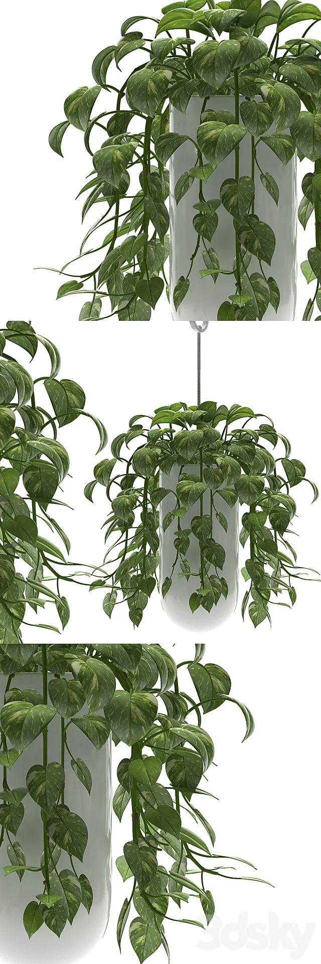 MONEY PLANTS 3DModel MONEY PLANTS 3DModel