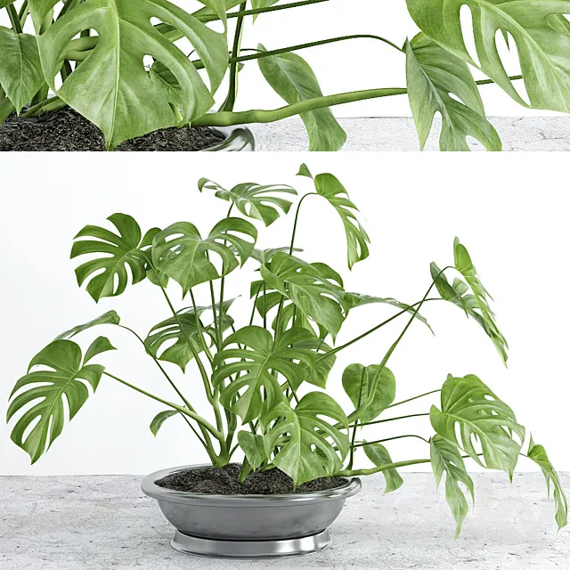Monstera 2 3D Model Monstera 2 3D Model