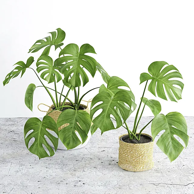 Monstera 3 3D Model Monstera 3 3D Model