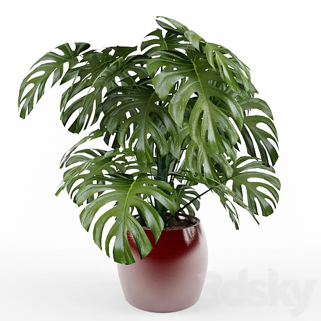Monstera 3D Model Monstera 3D Model
