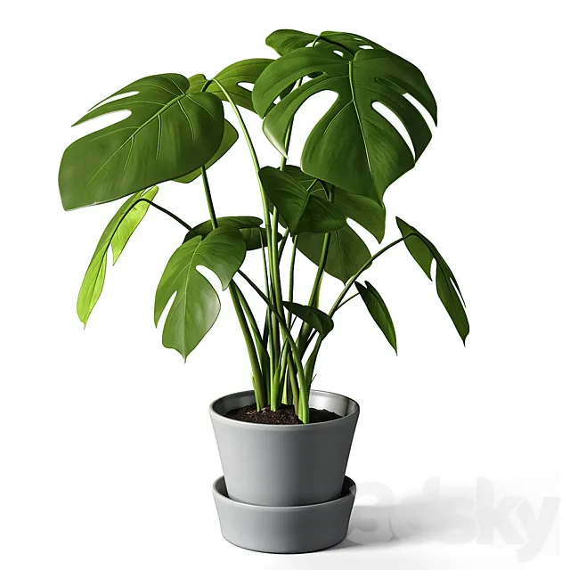 monstera 3D Model monstera 3D Model