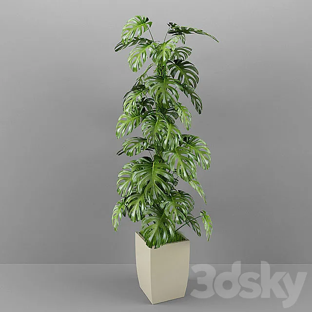 Monstera 3D Model Monstera 3D Model
