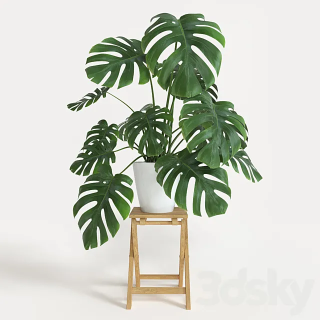 Monstera 3D Model Monstera 3D Model