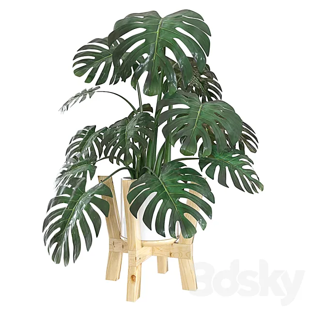 Monstera 3D Model Monstera 3D Model