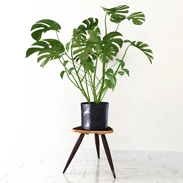 Monstera 3DModel Monstera 3DModel