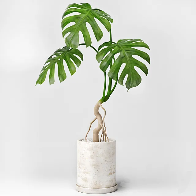Monstera 3DModel Monstera 3DModel