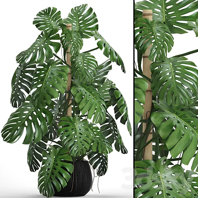 Monstera 4. monstera flower bush pot vase interior decorative 3D Model Monstera 4. monstera flower bush pot vase interior decorative 3D Model