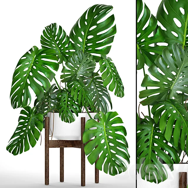 Monstera 5. Monstera in a white flowerpot pot bush decorative indoor flower 3D Model Monstera 5. Monstera in a white flowerpot pot bush decorative indoor flower 3D Model