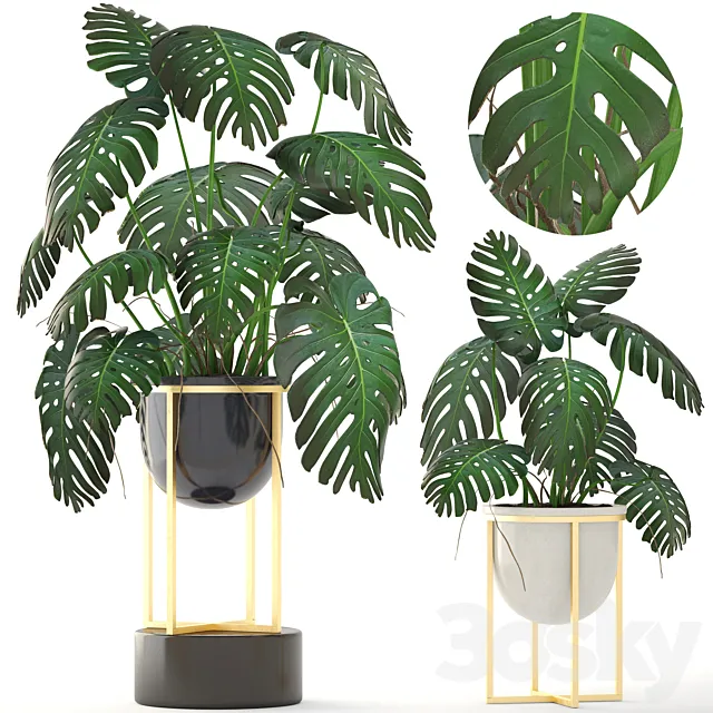 Monstera 8. Monstera. pot. flowerpot luxury. gold. bush. interior. decorative 3DModel Monstera 8. Monstera. pot. flowerpot luxury. gold. bush. interior. decorative 3DModel
