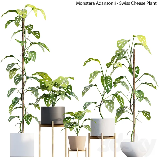 Monstera Adansonii – Swiss Cheese Plant 3D Model Monstera Adansonii – Swiss Cheese Plant 3D Model