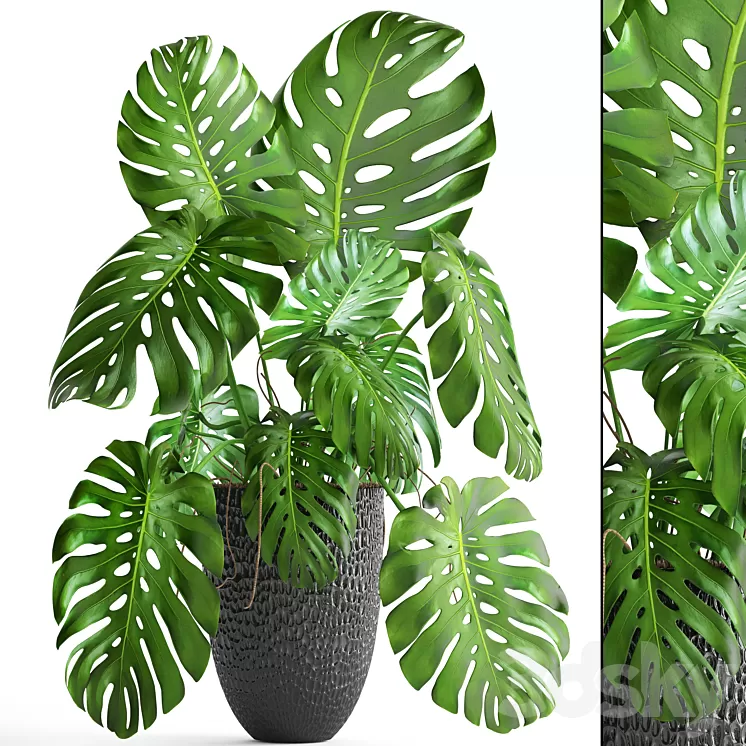 Monstera bush flower pot black flowerpot indoor interior 3D Model Monstera bush flower pot black flowerpot indoor interior 3D Model